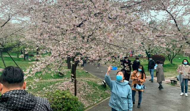 GRAF9418. WUHAN  (CHINA), 22/03/2021.- Varias personas disfrutan del festival de los cerezos en flor en el Jardín de los cerezos del Lago del este de Wuhan, China este lunes. Un año después del primer confinamiento mundial por la covid, la ciudad china de Wuhan, en la que se registró el primer brote de la enfermedad que causó la pandemia, puede celebrar de nuevo su festival de los cerezos en flor, una de sus señas de orgullo. EFE/ Víctor Escribano