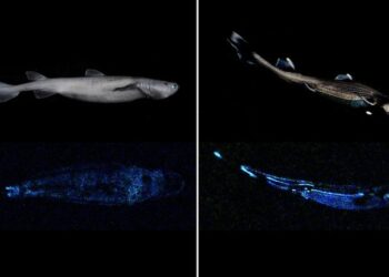 Un tiburón de 1,80 metros de largo, que brilla en la oscuridad y habita las profundidades de las aguas de Nueva Zelanda, es el "vertebrado luminoso más grande del mundo que se conoce hasta la fecha", según un estudio científico publicado este martes. Imagen cedida. Crédito: Instituto de Investigación del Agua y la Atmósfera (NIWA, siglas en inglés) de Nueva Zelanda