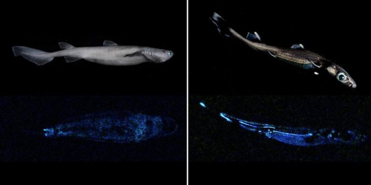 Un tiburón de 1,80 metros de largo, que brilla en la oscuridad y habita las profundidades de las aguas de Nueva Zelanda, es el "vertebrado luminoso más grande del mundo que se conoce hasta la fecha", según un estudio científico publicado este martes. Imagen cedida. Crédito: Instituto de Investigación del Agua y la Atmósfera (NIWA, siglas en inglés) de Nueva Zelanda