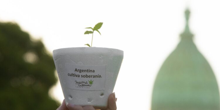 Cannabis. Argentina. Foto Infobae