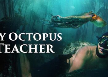 My Octopus Teacher. Foto de archivo.