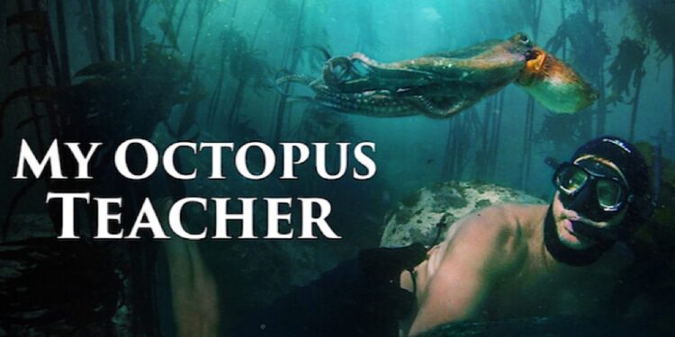 My Octopus Teacher. Foto de archivo.