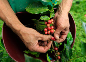 Foto de archivo. Un agricultor recolecta café cerca al municipio de Sasaima, en el departamento de Cundinamarca, Colombia, 14 de mayo, 2012. REUTERS/José Miguel Gómez