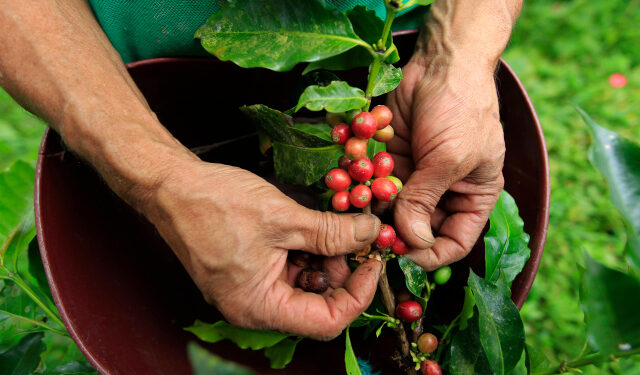 Foto de archivo. Un agricultor recolecta café cerca al municipio de Sasaima, en el departamento de Cundinamarca, Colombia, 14 de mayo, 2012. REUTERS/José Miguel Gómez