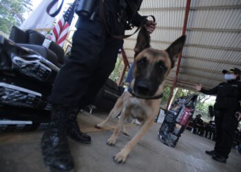 Guatemala, perros donados EEUU combate narcotráfico. Foto de archivo.