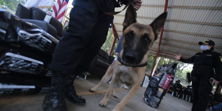Guatemala, perros donados EEUU combate narcotráfico. Foto de archivo.