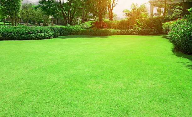 Fresh green Burmuda grass smooth lawn with curve form of bush, trees on the background in the house's garden  under morning sunlight