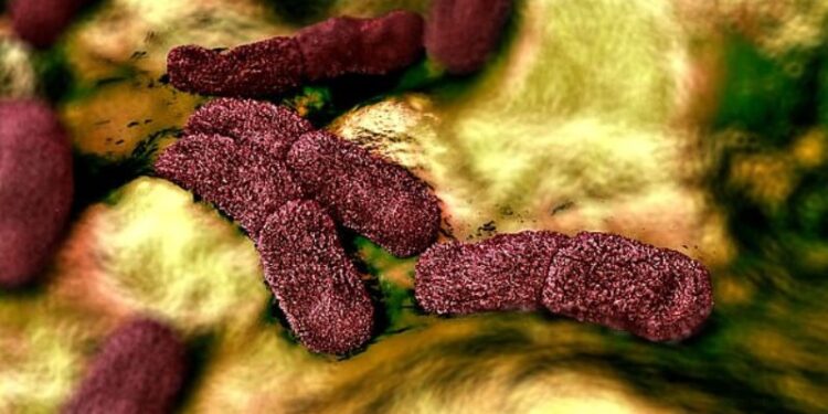 Yersinia pestis. bacteria. Foto de archivo.