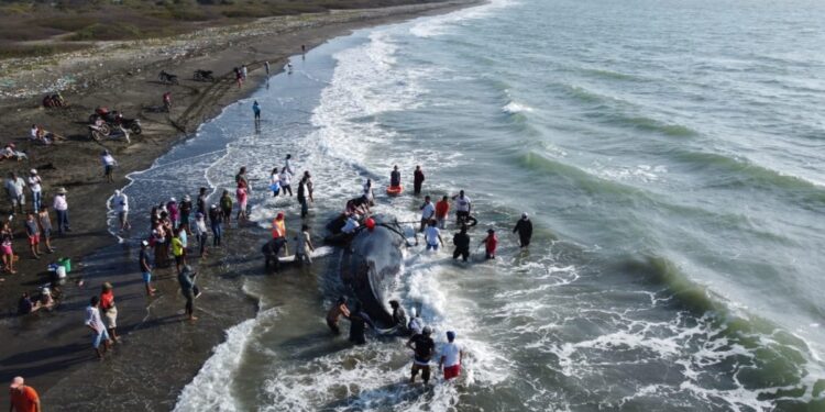 Ballena varada en costas de Ecuador. Foto agencias.