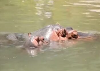 Hippo bebé. Foto captura de video EFE.