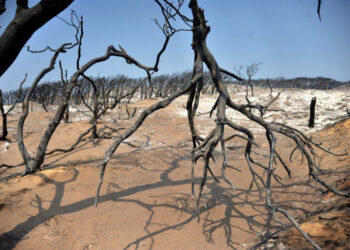 Charred trees are pictured in a forest following a fire, in the northern Tunisian Bizerte governorate, on August 11, 2021. - In Tunisia, the temperature in the capital Tunis hit an all-time record of 49 degrees Celsius (120 degrees Fahrenheit) yesterday and emergency services reported 15 fires across the north and northwest, but no casualties. (Photo by Hasan Mrad / AFP)