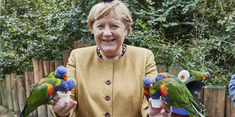 La canciller alemana, Angela Merkel, alimenta loros australianos en el parque de aves de Marlow, Alemania, el 23 de septiembre de 2021.
Georg Wendt/dpa / AP