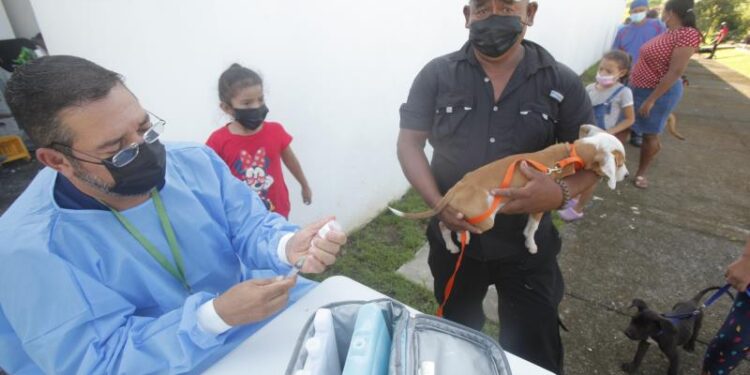 Vacunación mascotas Panamá. Foto Hola News.