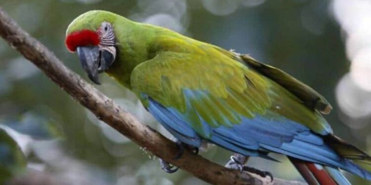 Aves silvestres. Foto de archivo.