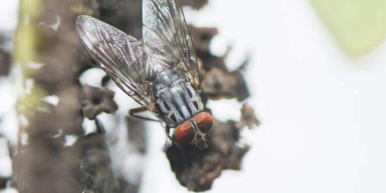 Galápoagos, la mosca invasora parasítica Philornis downsi. Foto de archivo.