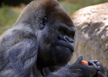 Ozzie, el gorila más viejo del mundo. Foto agencias.