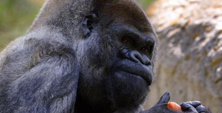Ozzie, el gorila más viejo del mundo. Foto agencias.