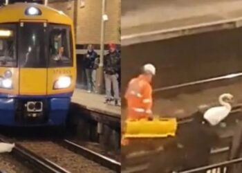 Un trabajador ferroviario se acercó al cisne y logró con éxito que se empezara a trasladarCaptura de Twitter @callummarius