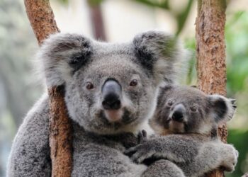 Koalas. Foto agencias.