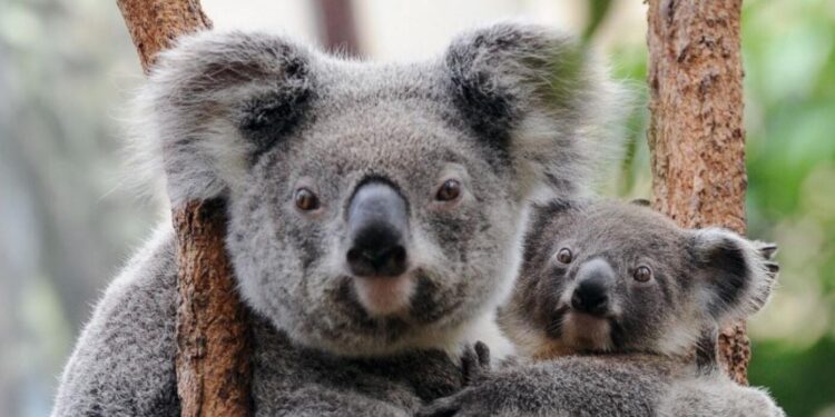 Koalas. Foto agencias.