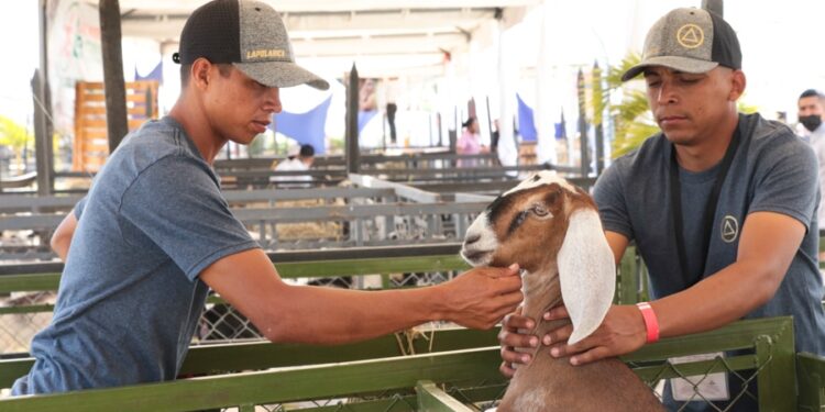 ExpoFeria Caprina y Ovina Miranda 2022. Foto @PresidencialVen