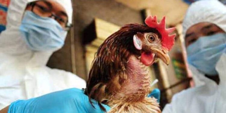 Panamá. alerta zoosanitaria, gripe aviar. Foto de archivo.