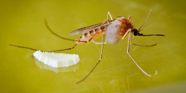 Mosquito acuático. Foto de archivo.