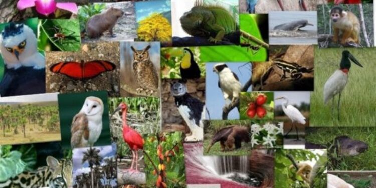 La diversidad biológica en Venezuela. Foto de archivo.