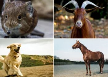 Musaraña, cabra, perro,caballo. Foto collage.