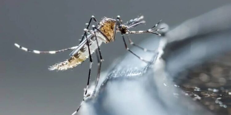 Dengue, mosquito. Foto de archivo.