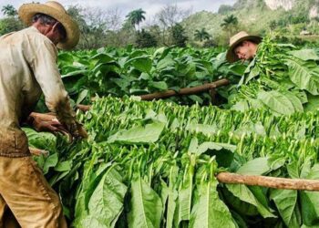 Cuba inició la siembra de tabaco en la zona Pinar del Río. Foto agencias.