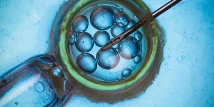Embriones congelados. Foto referencial