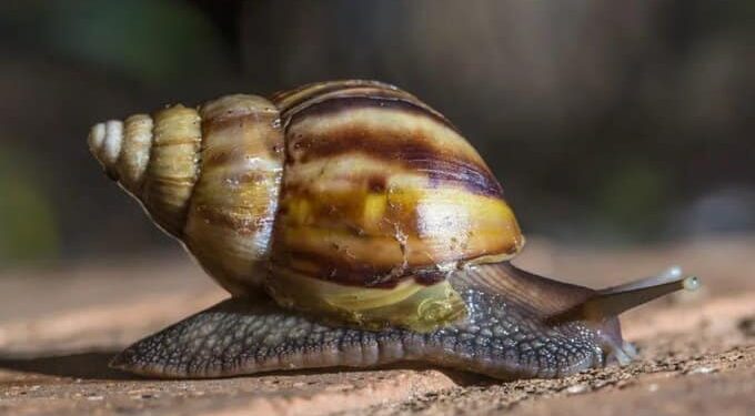 Caracol africano. Foto Twitter.