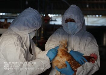 Detectado el primer caso de gripe aviar en Ecuador. Foto de archivo,