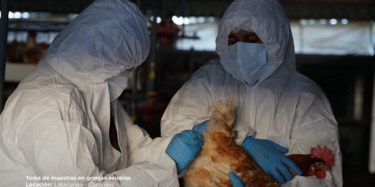 Detectado el primer caso de gripe aviar en Ecuador. Foto de archivo,