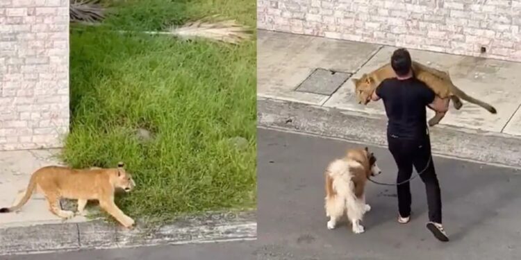 México, cachorra leona. Foto captura de video.