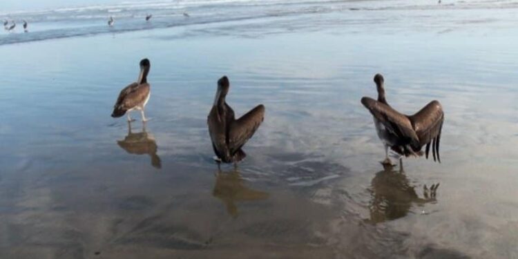 Pelicanos. Foto @Agencia_Andina