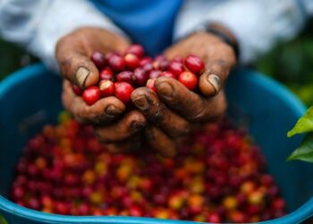 Producción de Café Colombia. Foto @FedeCafeteros