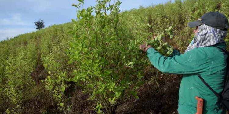 Quiénes controlan los cultivos ilícitos y narcotráfico en Colombia. Foto Noticias RCN.