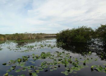 Everglades. Foto de archivo.