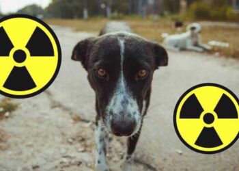 Chernóbil. ADN perros. Foto agencias.