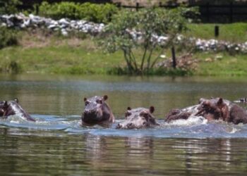 Hipopótamos Colombia. Foto agencias.