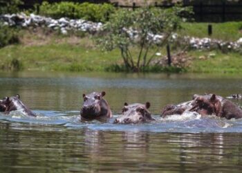 Hipopótamos, Colombia. Pablo Escobar. Foto agencias.