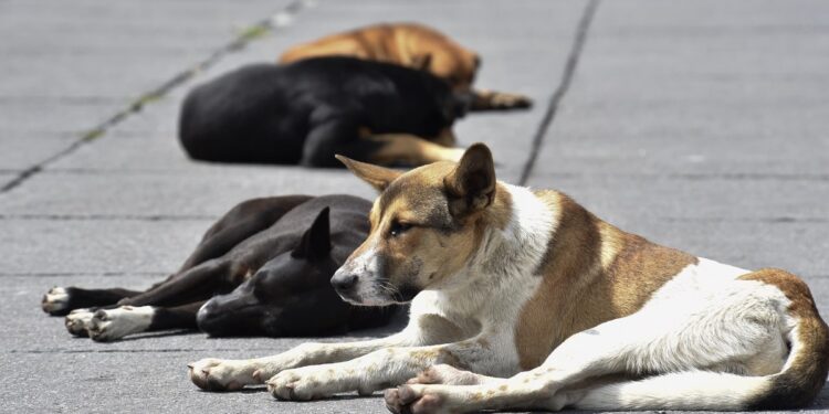 TOLUCA, ESTADO DE MÉXICO, 26JULIO2019.- El 27 de julio se celebra el Día Internacional del Perro Callejero, a pesar de que existen diversas campañas de adopción para disminuir el número de perros en las calles y programas concientizar a la población sobre el cuidado de las mascotas el número de perros es alto. FOTO: CRISANTA ESPINOSA AGUILAR /CUARTOSCURO.COM