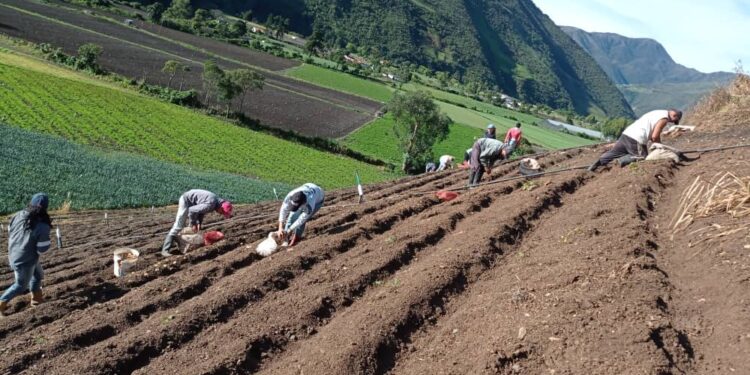 Cartera agrícola Venezuela. Foto de archivo.