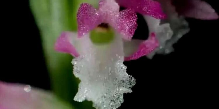 Orquídea. Foto de archivo.