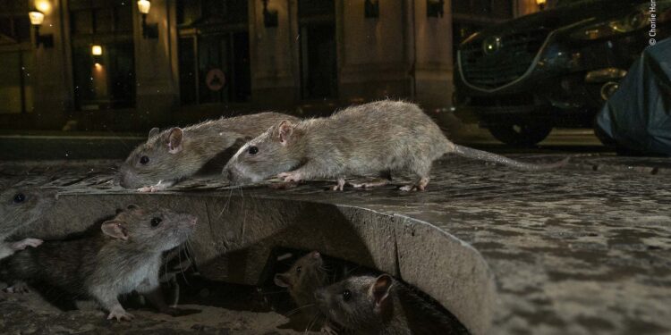Rats on sidewalk. Pearl St, New York