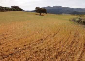 Un campo de trigo, descartado para la cosecha debido a la sequía, durante las temperaturas abrasadoras en primavera en Ronda, España 27 de abril 2023. REUTERS/Jon Nazca
