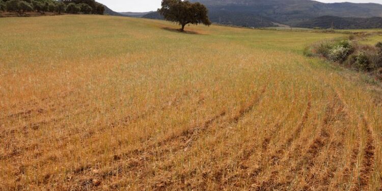 Un campo de trigo, descartado para la cosecha debido a la sequía, durante las temperaturas abrasadoras en primavera en Ronda, España 27 de abril 2023. REUTERS/Jon Nazca