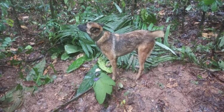 El perro de nombre ‘Wilson’, fue encontrado con los menores en la selva colombiana.